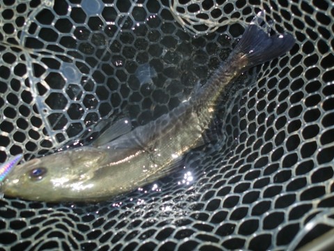 6he576igwucfhwcgvizy_480_480-7f8643df.jpg