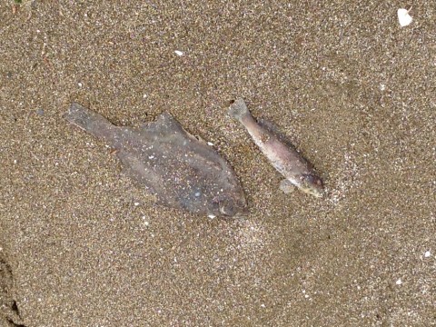 6hkguwvnmezeswbiu37s_920_690-6a05073e.jpg