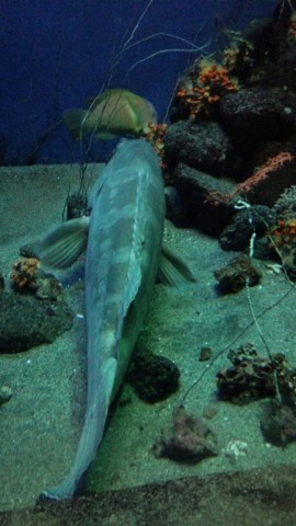 6ihbwajddbishpi46f2c_480_480-e0a7be7d.jpg