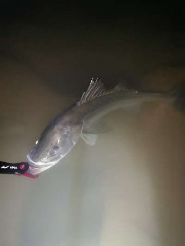 6ii6v2nnjy5ibu6ykfxx_480_480-49e1fd3f.jpg