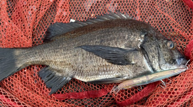 ブログ】 日本タナゴ釣り紀行