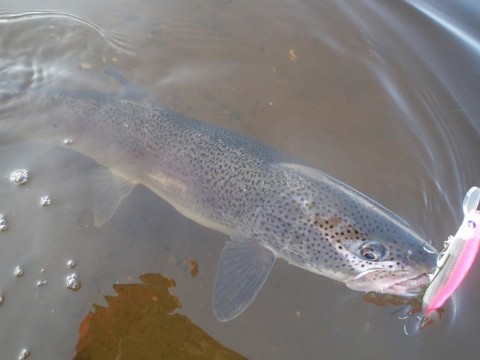 6invvnygkny6kprkpbg6_480_480-fe56fd52.jpg