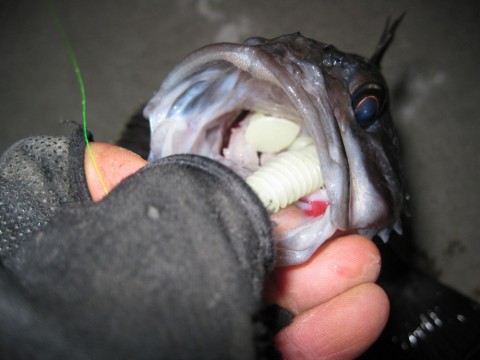 6jab4ajptxzm376w5uwh_480_480-09433b66.jpg