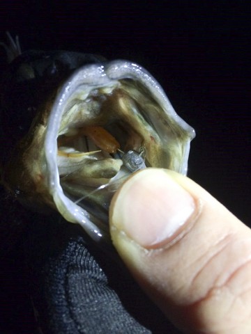 6jjca6kzztjj7s4rcwvg_480_480-b371bbe0.jpg