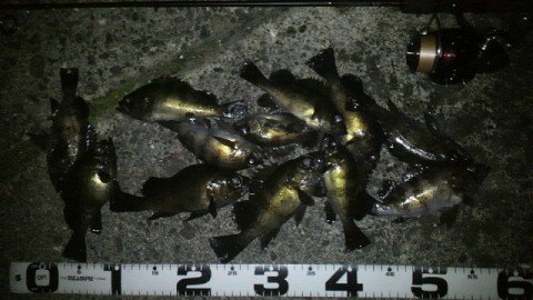 6jpy9vypkzi5sfs9fne5_480_480-cb8cf2e9.jpg