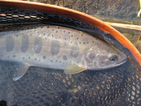 6k4gicutuoh25wbppop5_480_480-042d0d6e.jpg