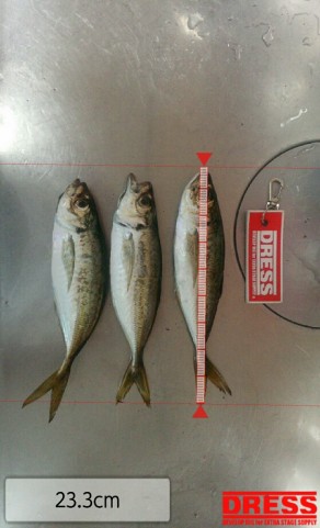 6k8uub9nh62tptss28gu_559_920-fda835c7.jpg