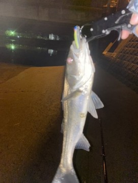 6keg5kn549p6uvd4jy5d_361_480-083a1747.jpg