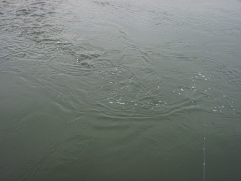 6kvxcfu7p4t2g9ms9eoa_480_480-479956c8.jpg