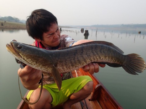 6kz55ks969gh2rgf3jcy_480_480-d2aadd62.jpg