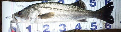 6kzr2jsfmnjwk2wjz49m_480_480-ea17cc5d.jpg