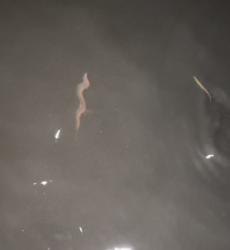 6m43uessmmwm4puf6mp9_401_435-b8834bad.jpg