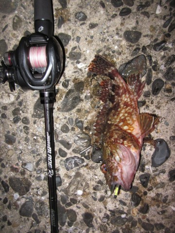 6mm5im7nubz4ss8evsns_480_480-e3ac8dfb.jpg