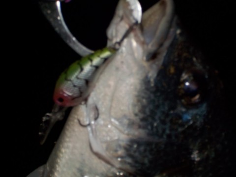 6nsyff37bcy8upkkyjem_480_480-954330bf.jpg