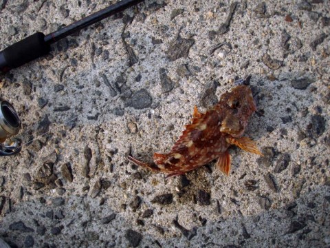 6ntojugbw54ftm8s2ozr_480_480-73b63346.jpg