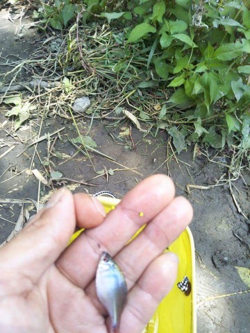 6nu2nufa8ozmigpcnkpt_480_480-d6522cfc.jpg