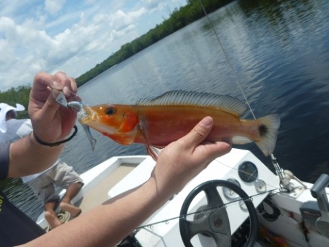 6o4kzpkn7yzra8u2dm24_480_480-cb01284f.jpg