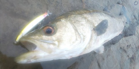6ofmk8dazxg2suifsoe5_480_480-691327d9.jpg
