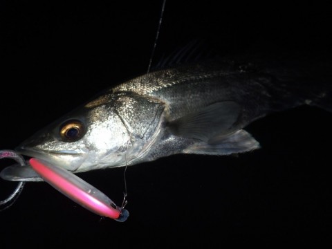 6p6ii476g484ns65hghz_480_480-deada180.jpg