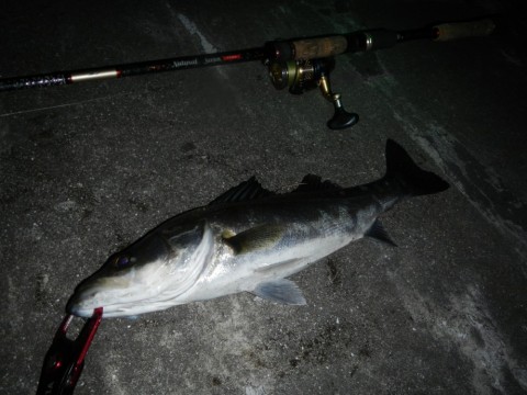 6p7jaw7v3f3sapogwybg_480_480-3921872b.jpg