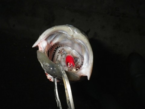 6rarcuwtdn33fmizhju5_480_480-346423e3.jpg
