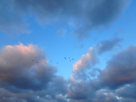6rdhe8axrwmmermhjds9_480_480-f02a31d3.jpg