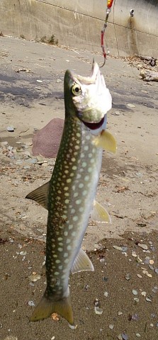 6sr4xsrfdb5nfur2grkt_480_480-00dd3e21.jpg