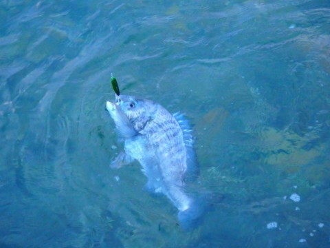 6sv7hahjvxbmooia4429_480_480-35635d08.jpg