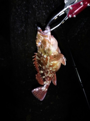 6totong8f7b89v68dhvb_480_640-67887f6e.jpg