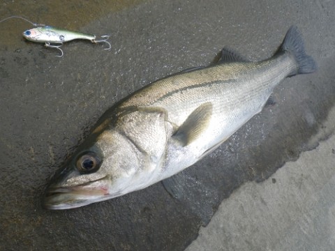 6trrci9629x3k3sjpb54_480_480-e2c8393e.jpg