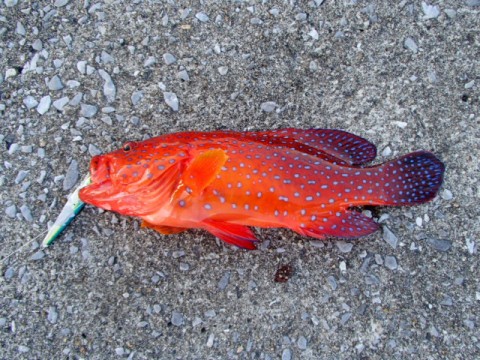 6tv2mwxapuxump387id3_480_480-c7ee828e.jpg