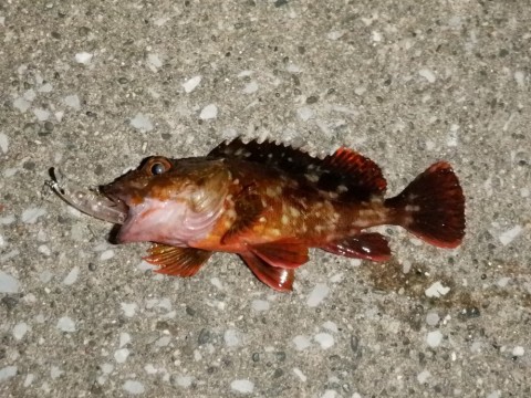 6uhjokdxk55txcodufzx_480_480-2092a012.jpg