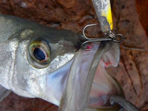 6uii2kc7zge77a24g3wv_480_480-970e9f75.jpg