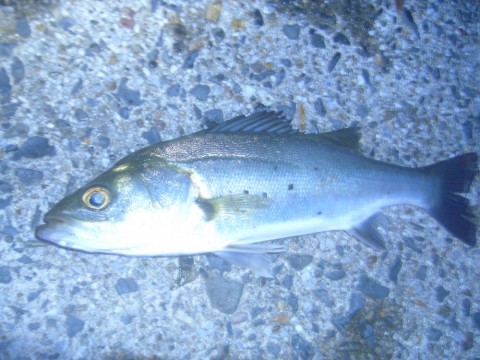 6uobx65fkeaxjg4j3rjy_480_480-3ad863ce.jpg