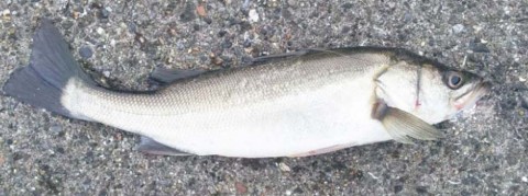 6uuiwokarpvm73gekzzo_480_480-68ff859b.jpg