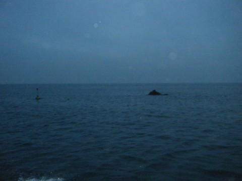 6uya97x2w6nipgtofjrg_480_480-07033a40.jpg