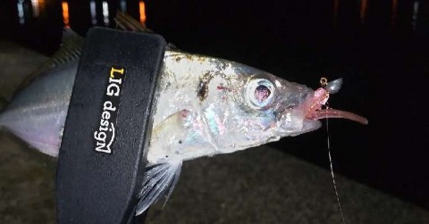 6vdaivxwkg4ritn98htn_480_480-00f8edc3.jpg
