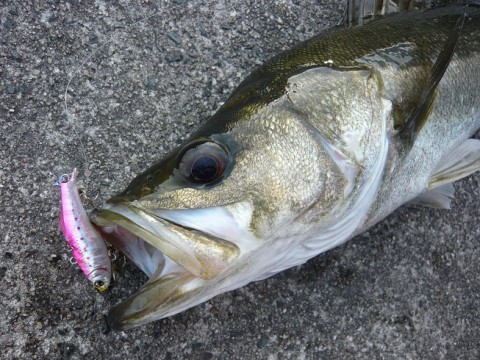 6wt9pwgw29o3fy9ocpj7_480_480-c27be071.jpg