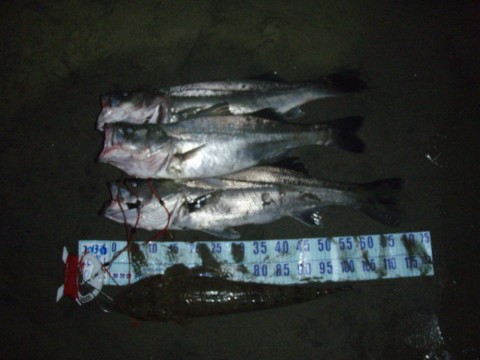 72apun6k6at4n5yum7s7_480_480-2efbb62c.jpg