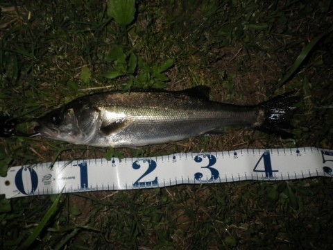 72k35m9jk8ni84hfowoc_480_480-08f62786.jpg