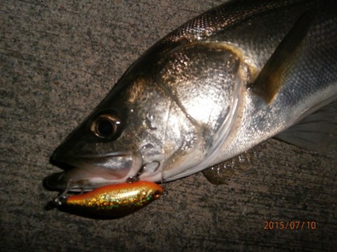 72m5jvw65t3ok6en6m8o_480_480-6d137899.jpg