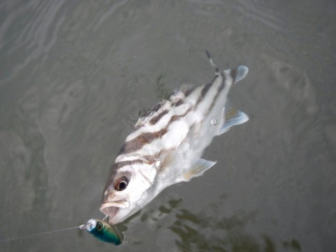72w72ioazffzv7c432k5_480_480-e6ddcc52.jpg