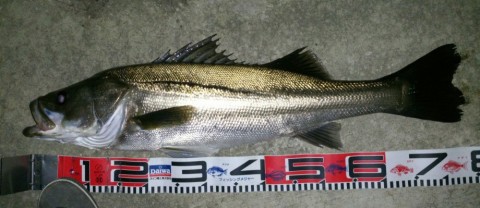 72zjw5i8e638mbmd5gk4_480_480-73e8b265.jpg