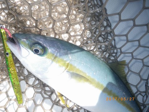 732gs8au6iuvkp76xrj7_480_480-b4edd9f8.jpg