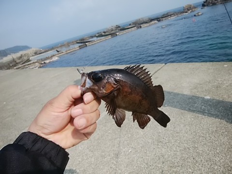 738f5f9jap86turvpni4_480_480-823b4f75.jpg