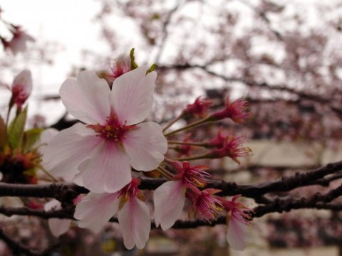 73cwh8sy3cpu8p65736h_480_480-31d60d27.jpg