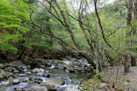 73wdps9gwwauo9rzdxxk_480_480-7119a67a.jpg