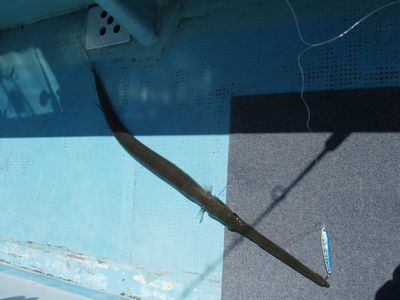 74h7zgdicjkvgk92gk9z-2c917014.jpg