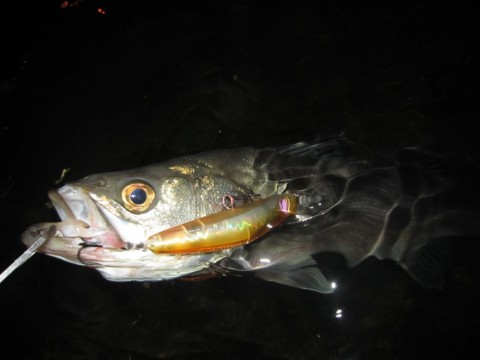 752ne7mnhs2v5y3k2smu_480_480-9186f610.jpg