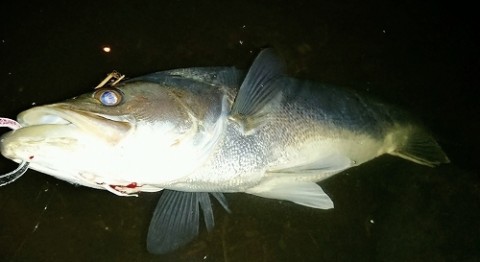 759g9sd4unjroupkndsx_480_480-1a80bb32.jpg